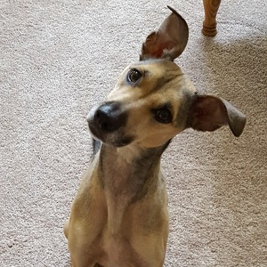 Fundraising Page: Lorie Lyons